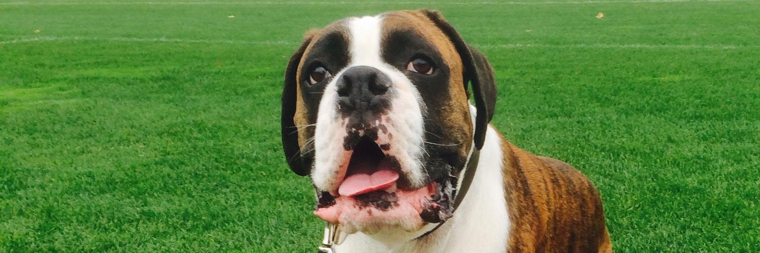 Shannon Clement banner