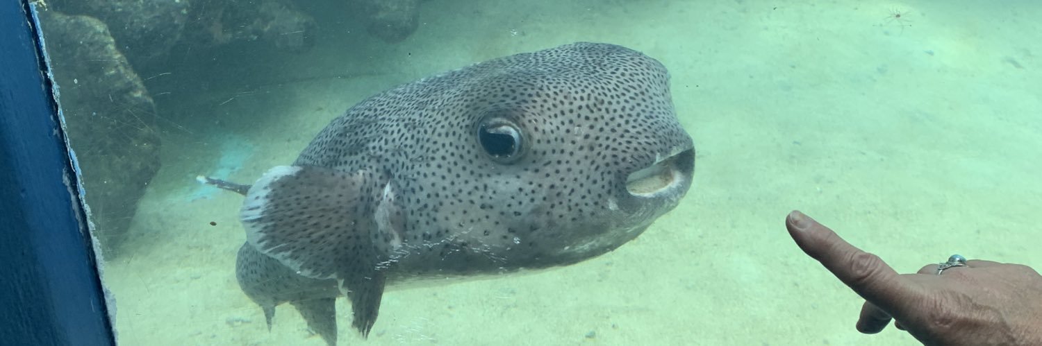 Daffodil Daydreamer banner