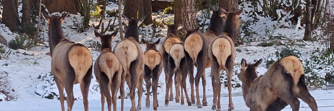 Brandon A. ❄ banner