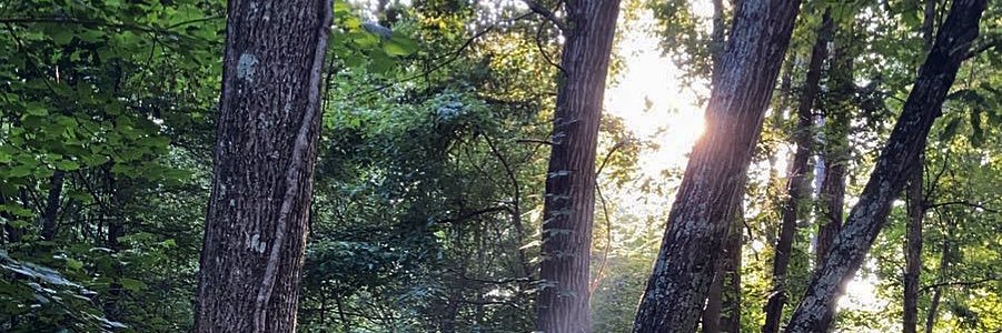 kaisapenguin's profile banner image