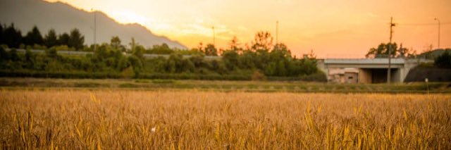 meiko0501's profile banner image