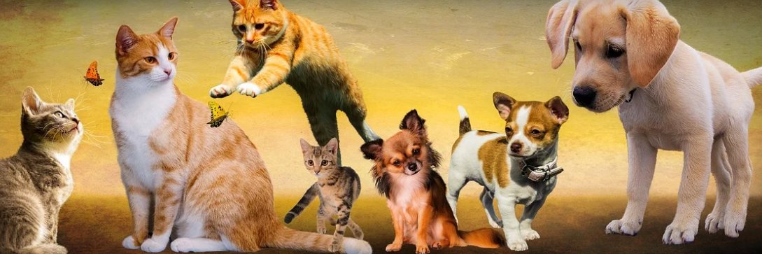 SteveTransFun's profile banner image