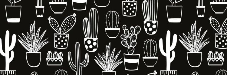 cactuquera's profile banner image