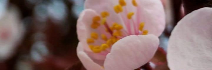 Corneliapink007's profile banner image