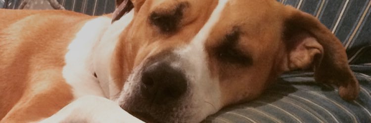 Teachjho's profile banner image