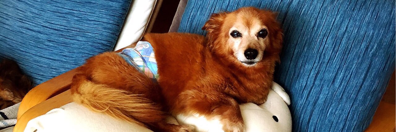 プレマたん a.k.a k2o2 banner