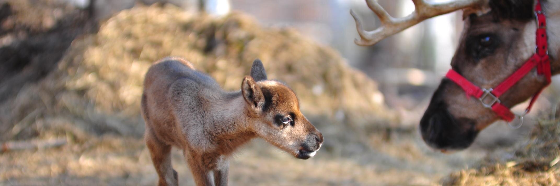 RunningReindeer's profile banner image