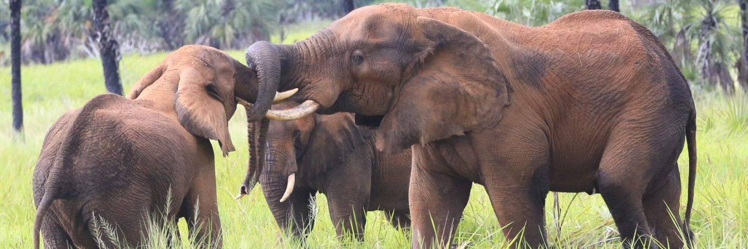 EcoTurAngola's profile banner image