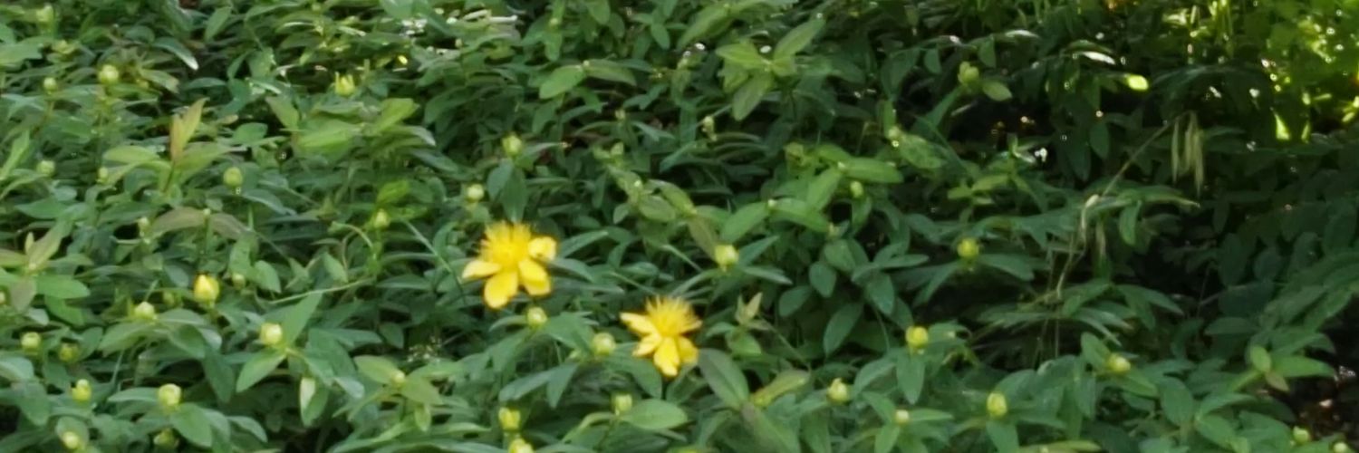 Patricia Martínez M banner