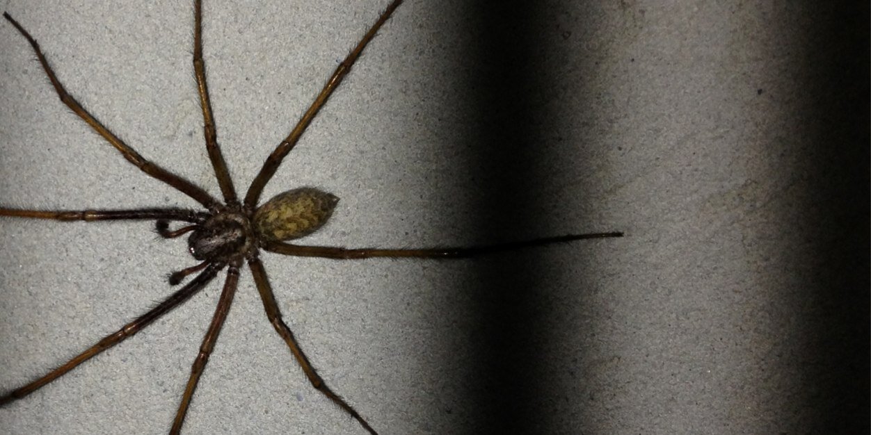 ти ж моя Ореста banner