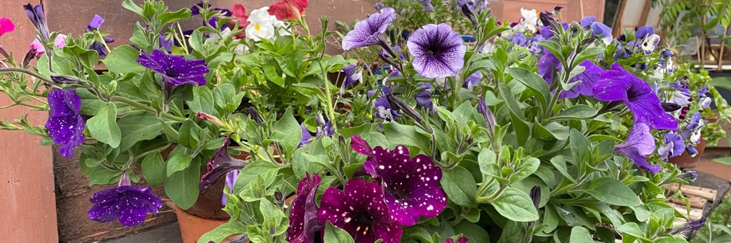 Dr Emily Peppers banner