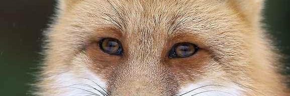PeterVos_'s profile banner image