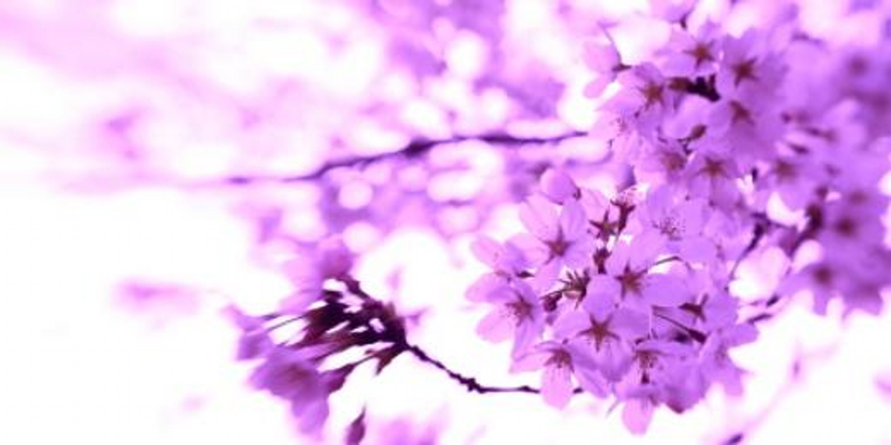 miyamiya_914's profile banner image