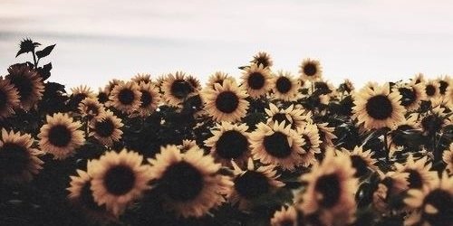 haeunrf's profile banner image
