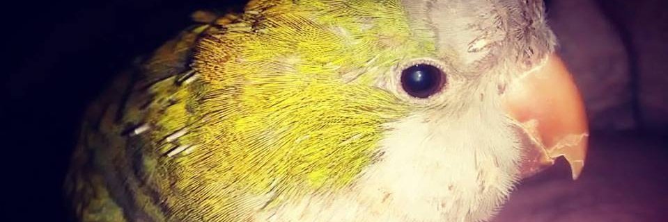 ChalyBoris's profile banner image