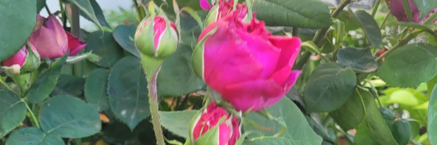FRumeysa's profile banner image