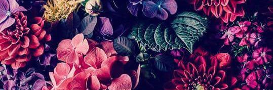 asmaviJohanif's profile banner image