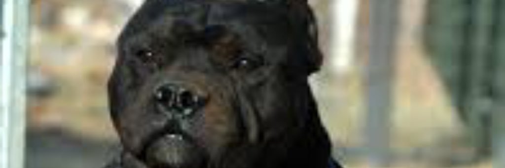 bricksquadjay06's profile banner image