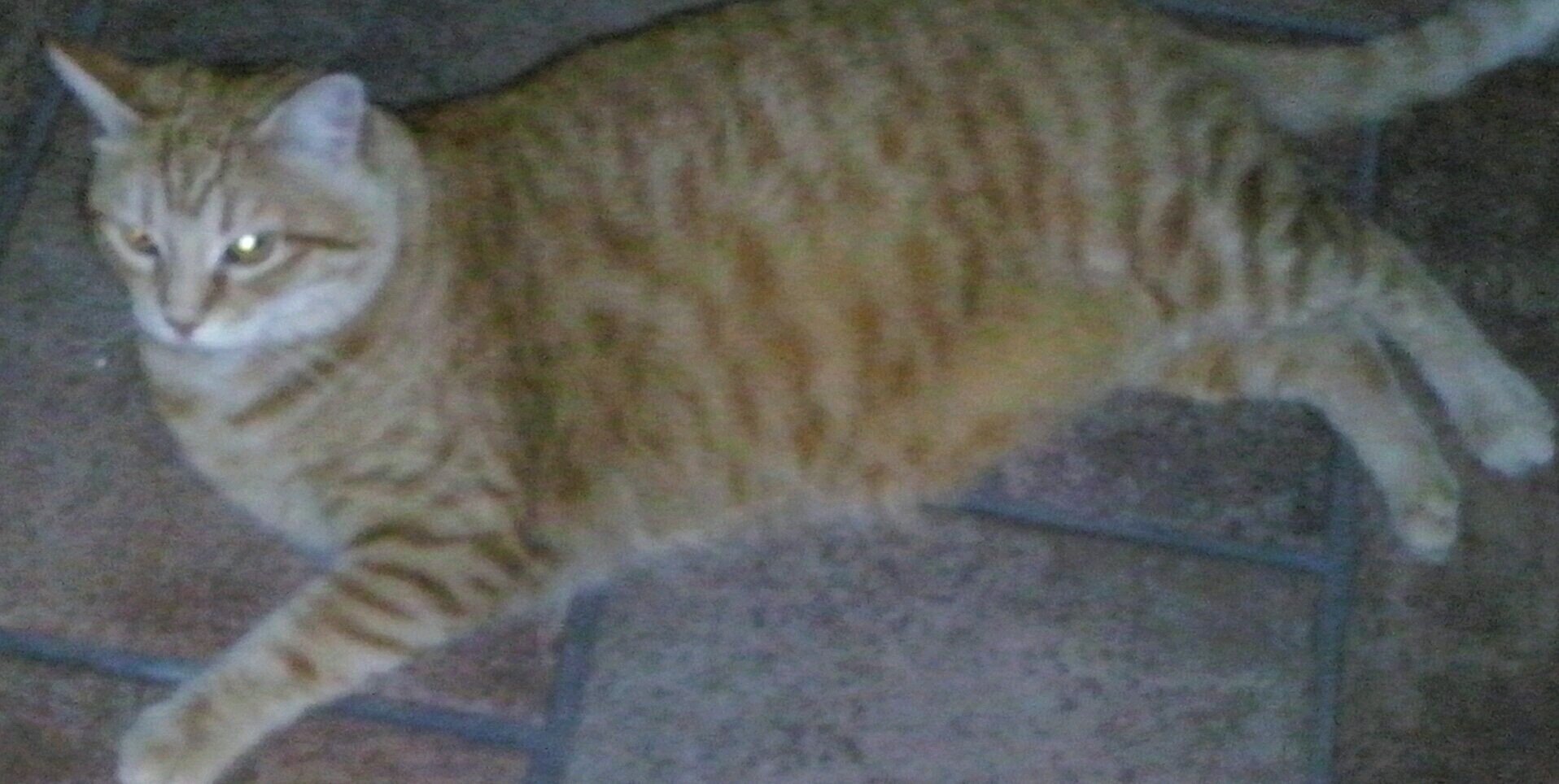 Rallyandcat's profile banner image