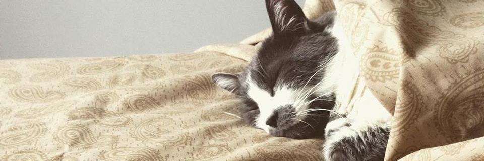 misslpp's profile banner image