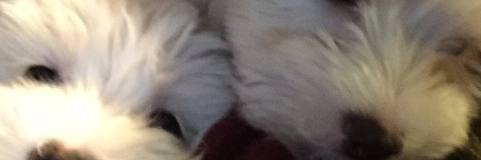 Chris 🇺🇸 🦅 💙💙💙💙's banner