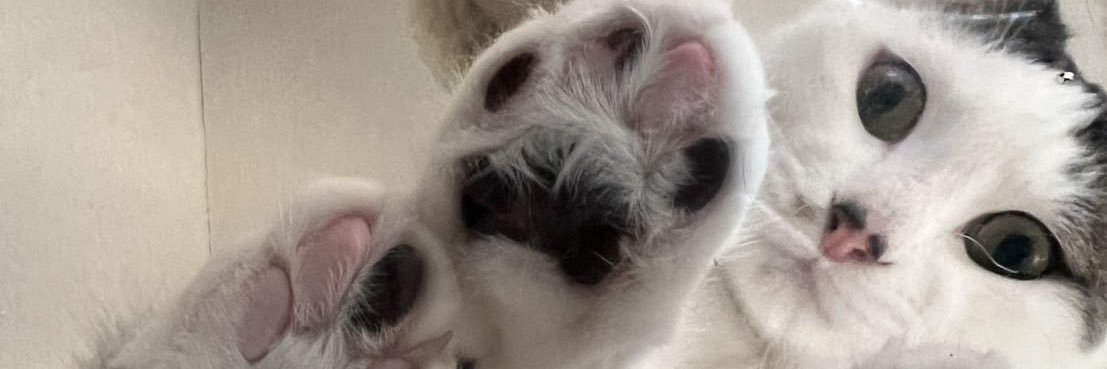 anakayso's profile banner image