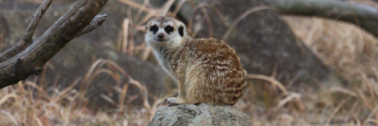 ゴットマン banner