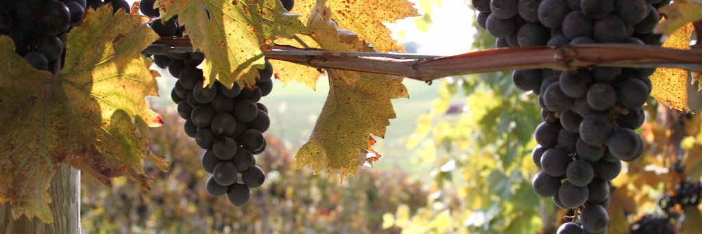 pinridgewinery's profile banner image