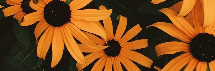 _alexafisher's profile banner image