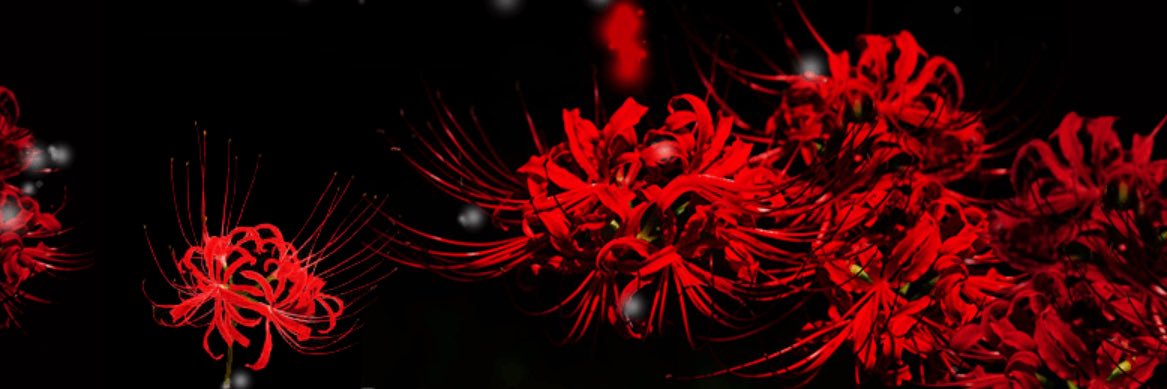 katoan0295's profile banner image