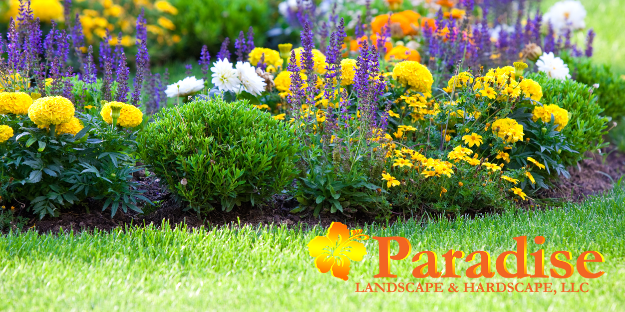 Paradisescapes's profile banner image