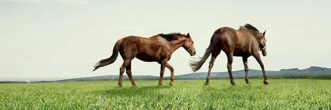 nilsy1986's profile banner image