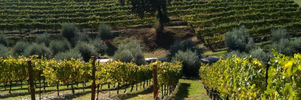 vinescapes Profile Banner