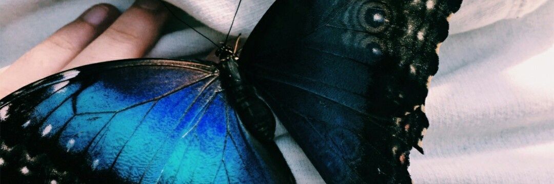 camilaflemes's profile banner image