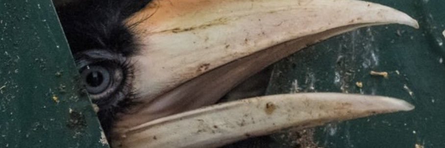 Dr. Patrick Rafter banner