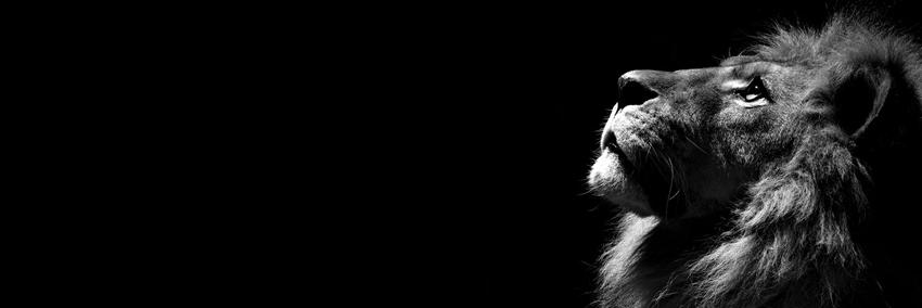 amelinajc's profile banner image