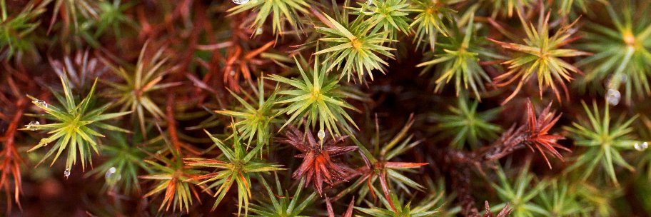 Hiroshi Ebina banner