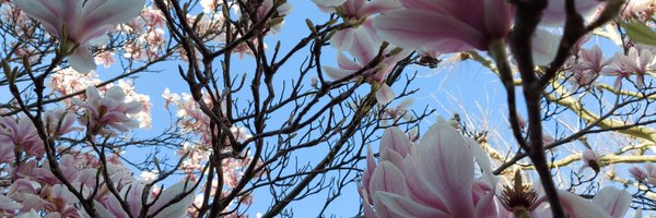 chispywispy Profile Banner