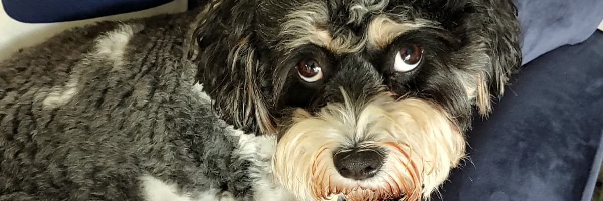 debsteward's profile banner image