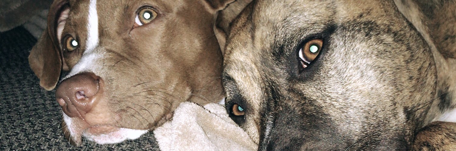 Rebones_Regards's profile banner image