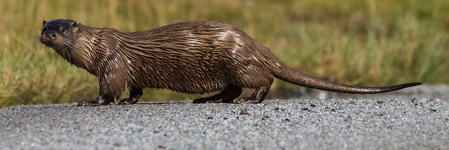 Mull Otter Group banner