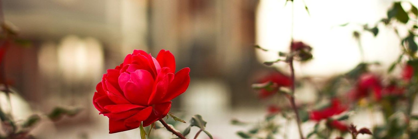 Turtle Creek Branson banner