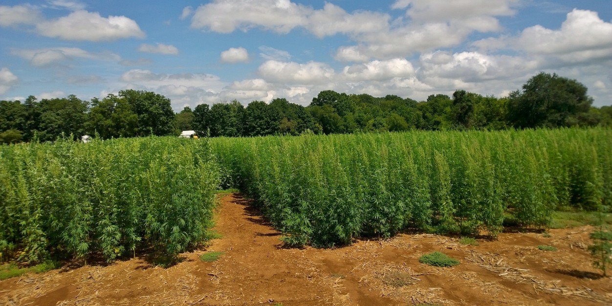 Kentuckyforhemp's profile banner image