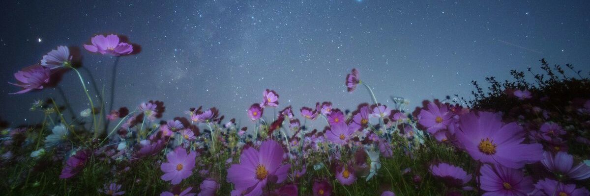 Ernitasd's profile banner image