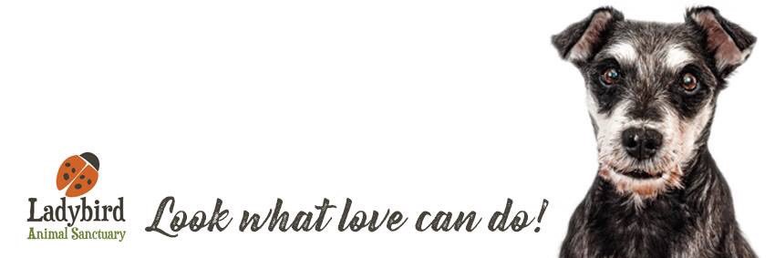 Ladybird Animal Sanctuary banner