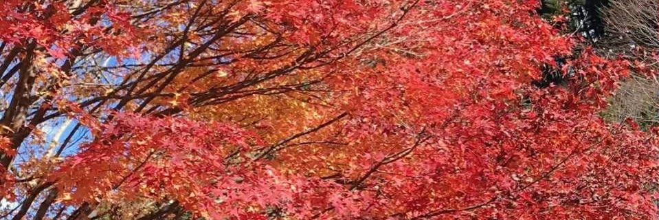 嘉義-萍兒~ banner