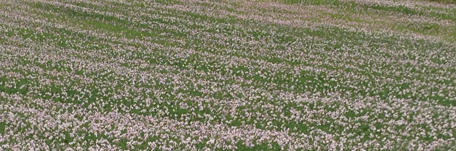 Rafael Crespo banner