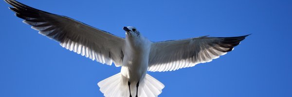 docrhon Profile Banner