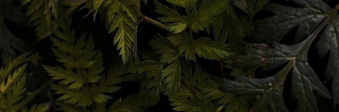 Natalie_Pres's profile banner image