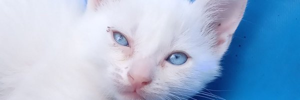 soycharly515 Profile Banner